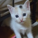 この子の家族になってください~☆