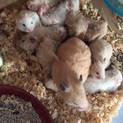 ゴールデンハムスターの子供達
