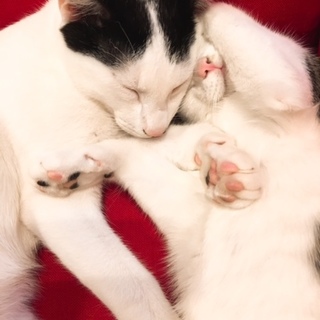 6ヶ月のこねこ☆甘えん坊&個性派の可愛い兄妹