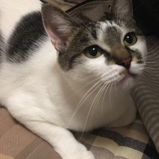 里親決定☆スリスリゴロゴロの甘えん坊