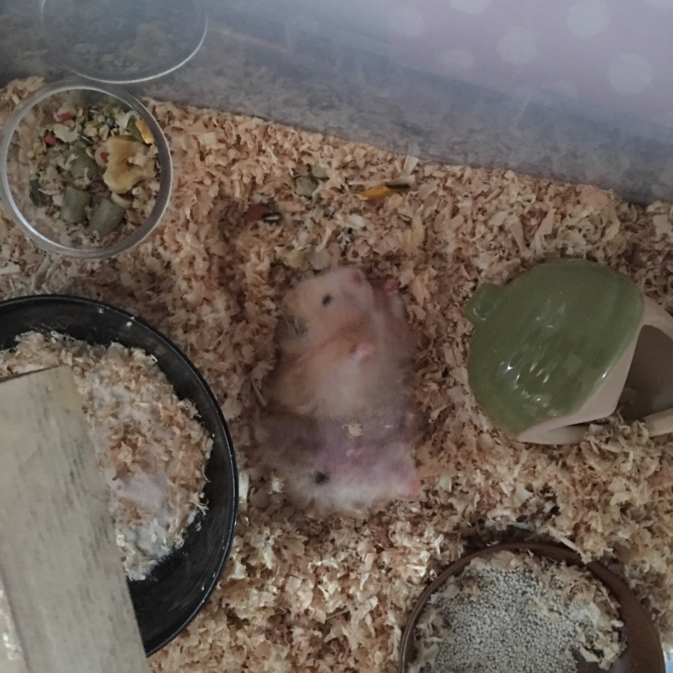 ぶーぶーのカバー写真