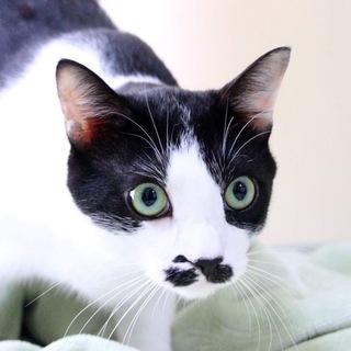 抱っこ大好きグリーンアイズのサーフ君推定1才半