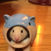 きんくまさん♡