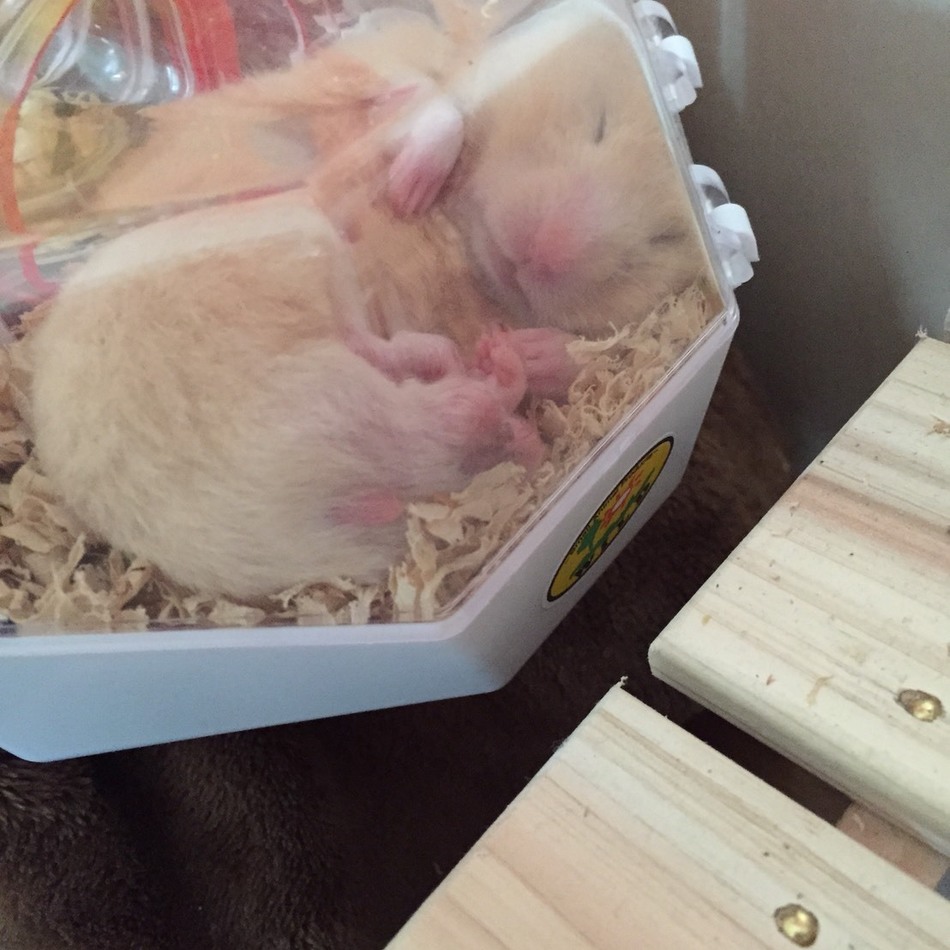 きんくまさん♡のカバー写真