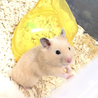 キンクマハムスター 男の子 ♂ サムネイル5