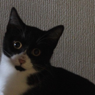 甘えん坊で穏やかな性格のルナちゃん推定半年