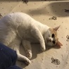 おいも。