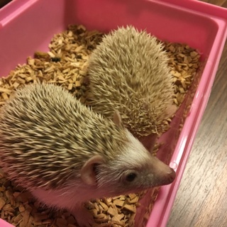 ハリネズミの子供