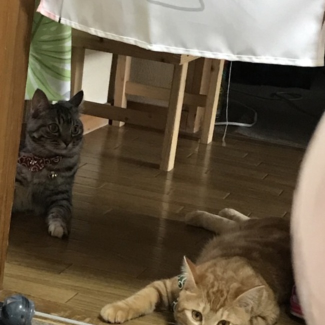 ayuminne50のカバー写真