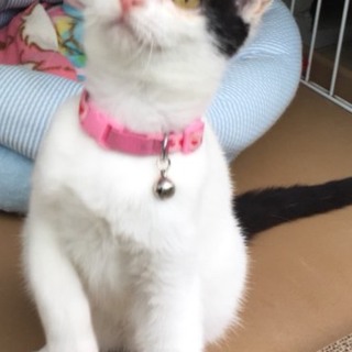 物怖じしない白黒女の子