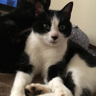 はちわれみーとちょいぽちゃむー