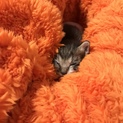 生後2週間程の子猫です。