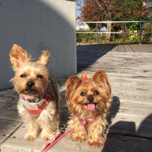 りんらんママのカバー写真