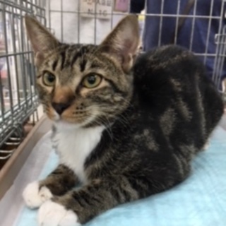 おっとり「との」君