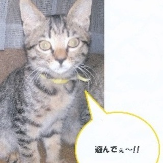 不自由な足でも元気いっぱいの子猫3か月