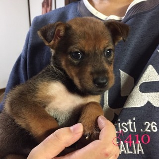 ♂410 里親募集です！