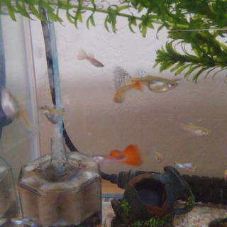 国産グッピーのミックスの里親を募集中です！