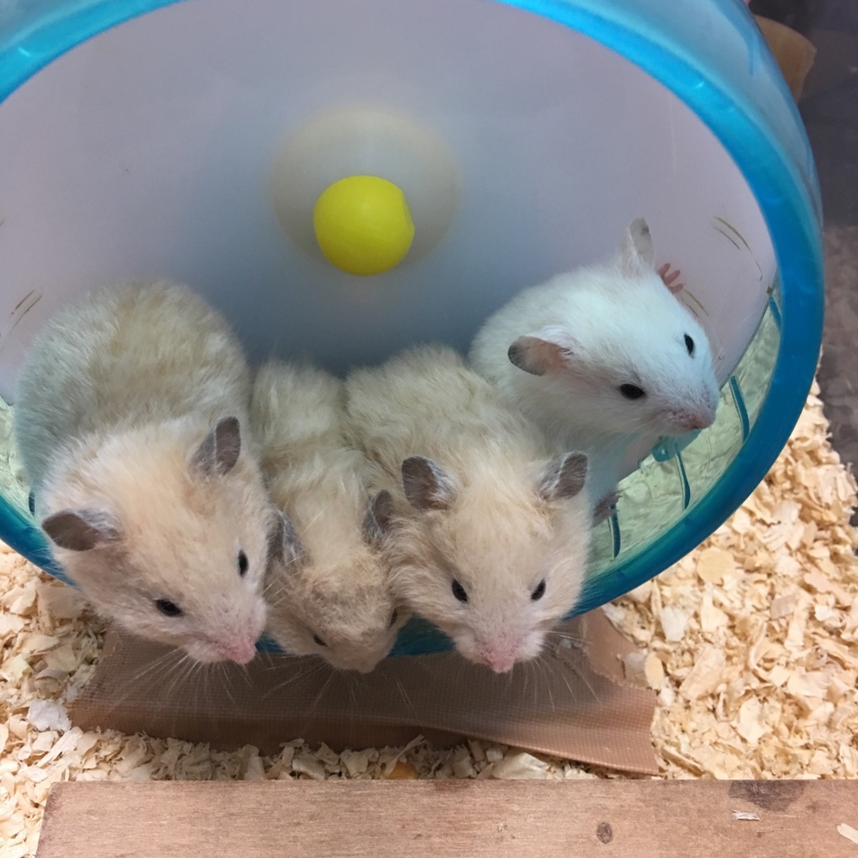 子供たちのカバー写真