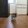 ハチワレ1匹＆クロ1匹＆キジトラ1匹