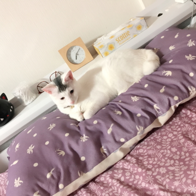 かじれのカバー写真