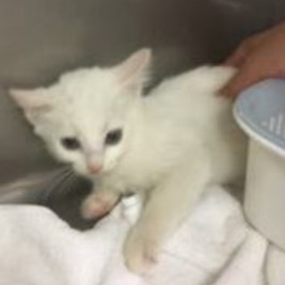 キジ虎の男の子と白の女の子