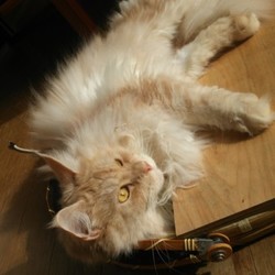 「２周年と半年」サムネイル2