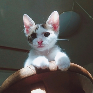 斜め前髪が素敵なキジシロちゃん