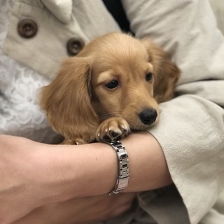 3ヶ月のカニンヘンダックス♂(募集一時停止)