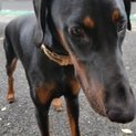 まだまだ若いドーベルマン男の子！