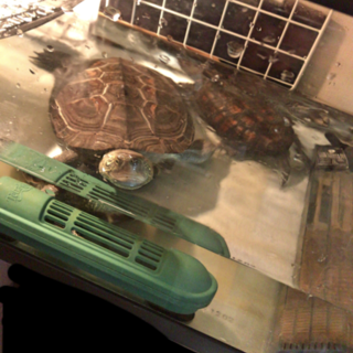 銭亀の里親さん募集してます