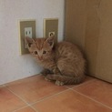 両前脚が曲がっているけど頑張る男の子