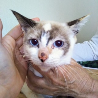 シャムネコ 女の子