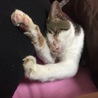 にゃあちゃん。オス一匹飼い。