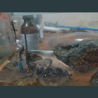 決定しました！ニホントカゲ ニホンカナヘビ