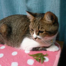 チャーミーの不調とティアラの絶好調