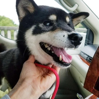 黒柴♀推定12歳のセラ