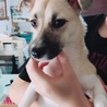 すてっぷわんわん