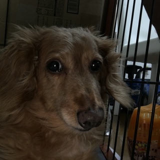 童顔ダックスのソラちゃん♂12歳