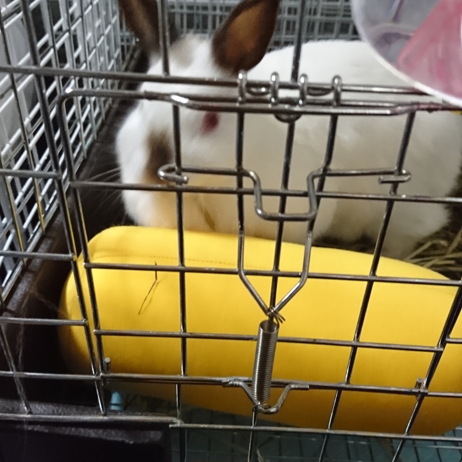 こうめのカバー写真