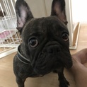 里親決まりました！ありがとうございました！