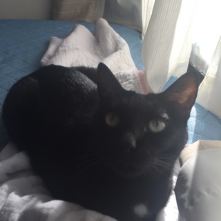 老猫 黒猫ちゃん 11歳