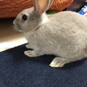 グレーの綺麗な毛並みのうさぎさんです