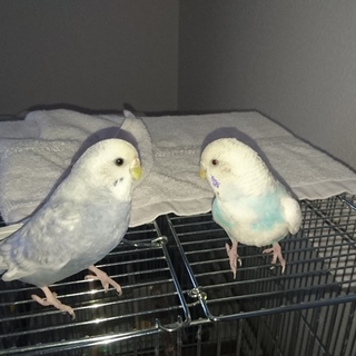 セキセイインコ里親様募集