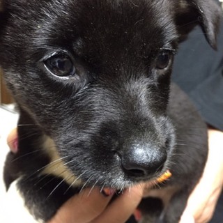 ♂392 里親募集です！