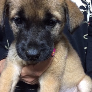 ♂390 里親募集です！