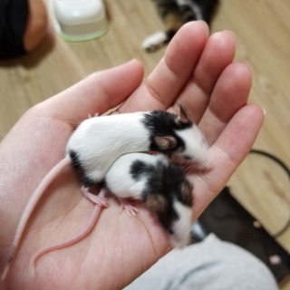 パンダマウス2匹！里親さん募集です！