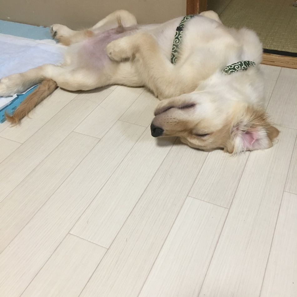 きんぐのカバー写真