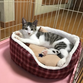 お転婆娘！さくらの家族を探してます。