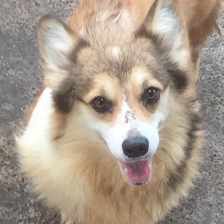 コーギー女の子４歳