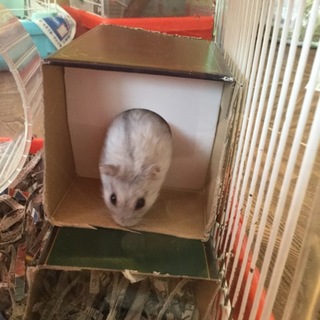 ハムちゃんとうさぎの里親急募